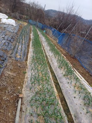 초보퍼머5도2촌준비님의 마늘 · 일상 작성글 사진