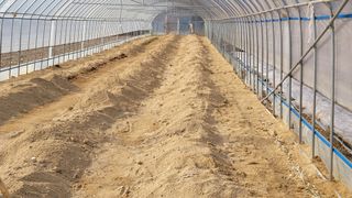 건달 농장(최승혁)님의 고추 · 일상 작성글 사진