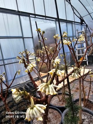 마로니에농원님의 우리지역 대표작물 자랑하기 · 참여글 작성글 사진