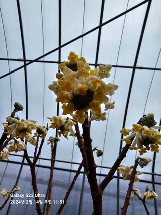 마로니에농원님의 우리지역 대표작물 자랑하기 · 참여글 작성글 사진