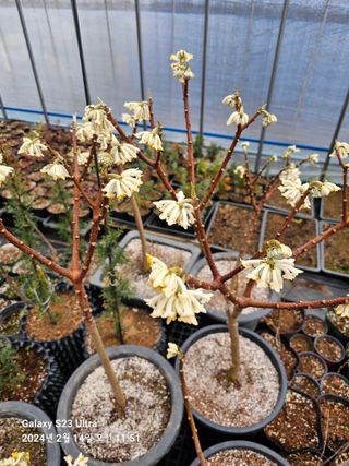 마로니에농원님의 우리지역 대표작물 자랑하기 · 참여글 작성글 사진