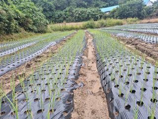 최종범님의 우리지역 대표작물 자랑하기 · 참여글 작성글 사진
