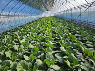 최종범님의 우리지역 대표작물 자랑하기 · 참여글 작성글 사진