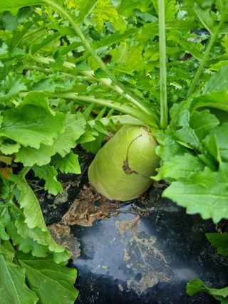 최종범님의 우리지역 대표작물 자랑하기 · 참여글 작성글 사진