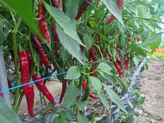 최종범님의 우리지역 대표작물 자랑하기 · 참여글 작성글 사진