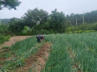 최종범님의 우리지역 대표작물 자랑하기 · 참여글 작성글 사진