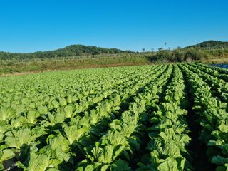 최종범님의 우리지역 대표작물 자랑하기 · 참여글 작성글 사진