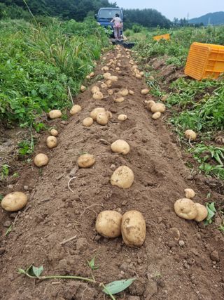 최종범님의 우리지역 대표작물 자랑하기 · 참여글 작성글 사진
