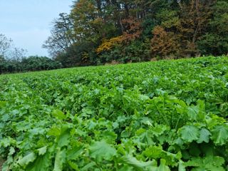 최종범님의 우리지역 대표작물 자랑하기 · 참여글 작성글 사진