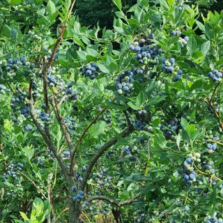 모두팜님의 우리지역 대표작물 자랑하기 · 참여글 작성글 사진