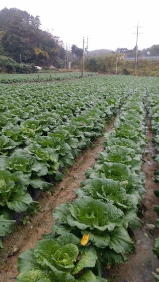 최종범님의 선도농가에 선정된 소감은? · 참여글 작성글 사진