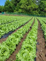 팜모닝 우리지역 대표작물 자랑하기·참여글 게시글 이미지