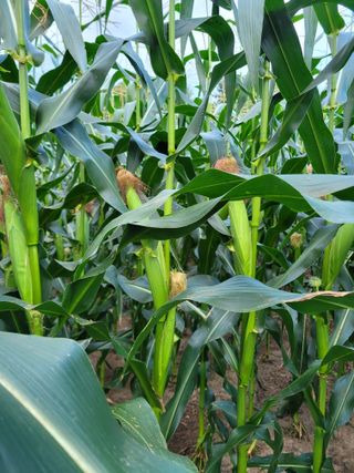 김영철님의 우리지역 대표작물 자랑하기 · 참여글 작성글 사진