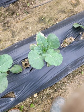 김영철님의 우리지역 대표작물 자랑하기 · 참여글 작성글 사진