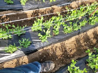 김영철님의 우리지역 대표작물 자랑하기 · 참여글 작성글 사진