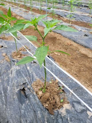 김영철님의 우리지역 대표작물 자랑하기 · 참여글 작성글 사진