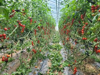 김영철님의 우리지역 대표작물 자랑하기 · 참여글 작성글 사진