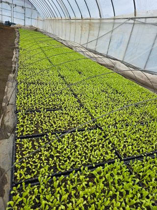 김영철님의 우리지역 대표작물 자랑하기 · 참여글 작성글 사진