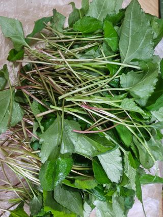 하동삼화실취나물농부님의 우리지역 대표작물 자랑하기 · 참여글 작성글 사진