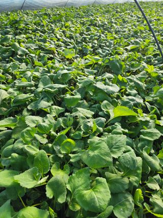 하동삼화실취나물농부님의 우리지역 대표작물 자랑하기 · 참여글 작성글 사진