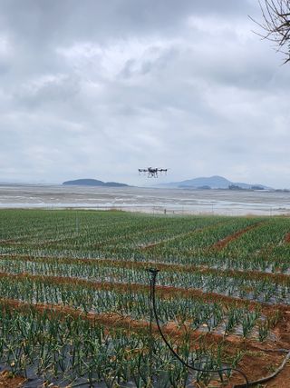 팜블리분매리농윈님의 양파 · 영농일지 작성글 사진