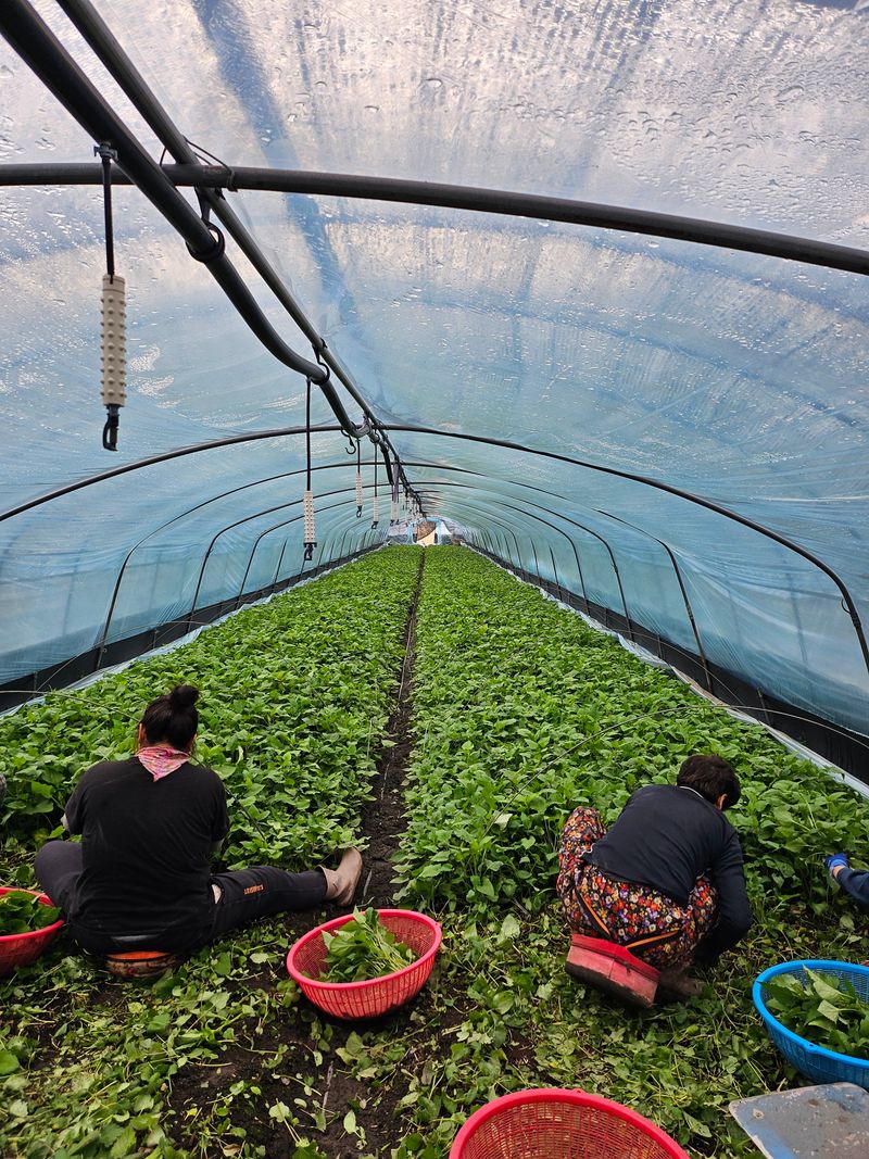 하동삼화실취나물농부님의 장터 판매 상품 [하동 산하우스 취나물500g] 첨부 사진