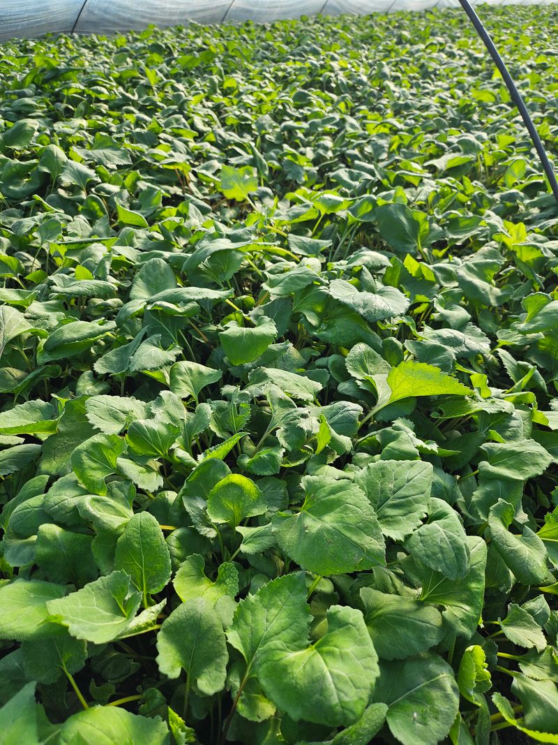 하동삼화실취나물농부님의 장터 판매 상품 [하동 산하우스 취나물500g] 첨부 사진