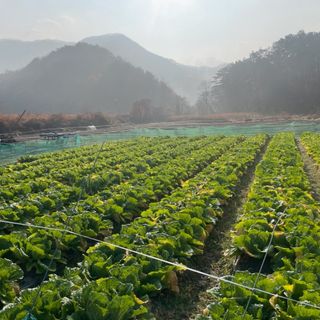 최기철님의 배추 · 수확 작성글 사진