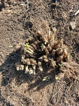 황덕순 님의 농사, 무엇이든 물어보세요! · 참여글 작성글 사진