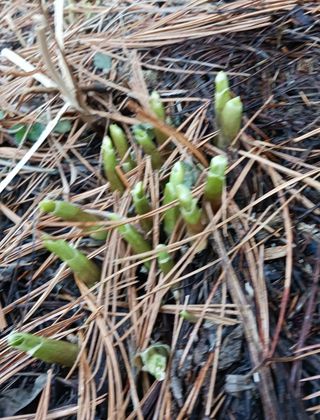 황덕순 님의 농사, 무엇이든 물어보세요! · 참여글 작성글 사진
