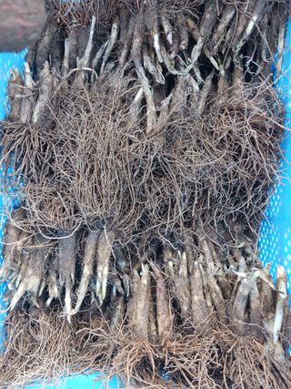 황덕순 님의 농사, 무엇이든 물어보세요! · 참여글 작성글 사진