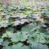 팜모닝 · 게시글 이미지