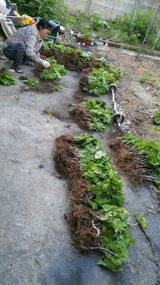 병풍취산채농원님의 작성글 사진