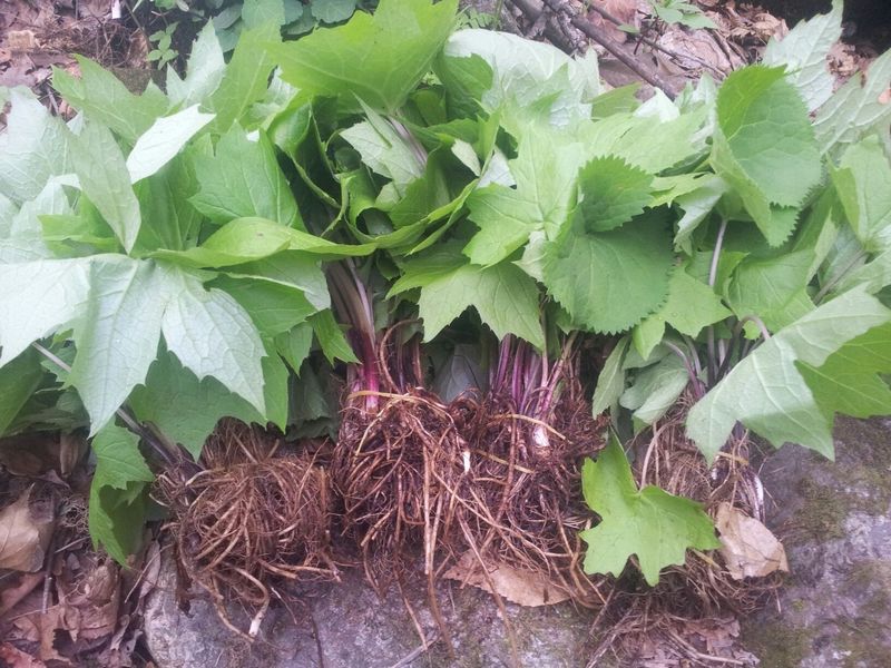 병풍취산채농원님의 장터 판매 상품 [병풍취2~4년된종근] 첨부 사진