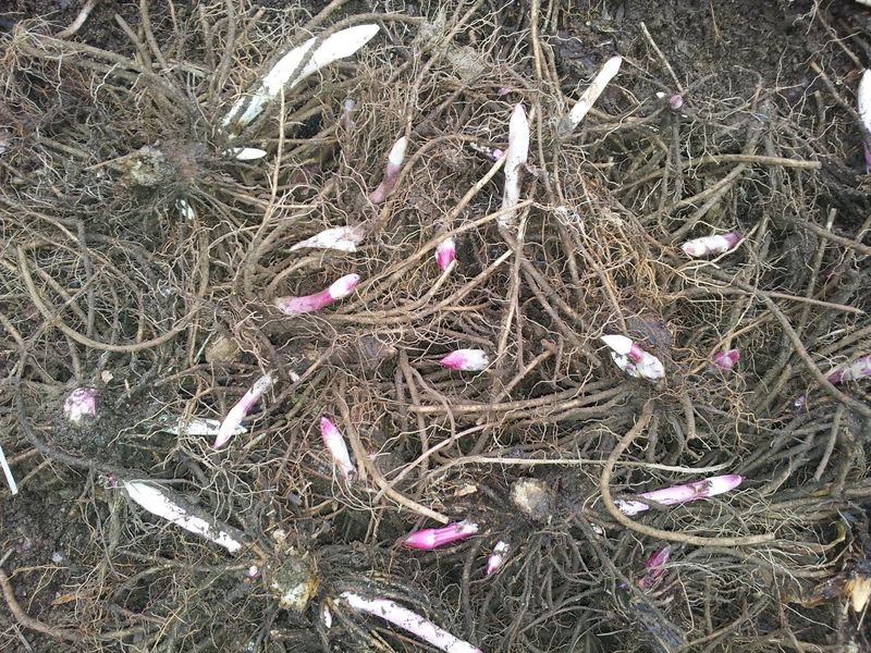 병풍취산채농원님의 장터 판매 상품 [병풍취2~4년된종근] 첨부 사진