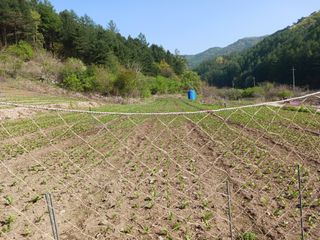 황덕순 님의 우리지역 대표작물 자랑하기 · 참여글 작성글 사진