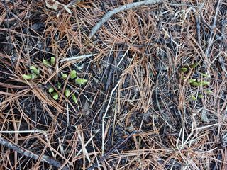 황덕순 님의 우리지역 대표작물 자랑하기 · 참여글 작성글 사진