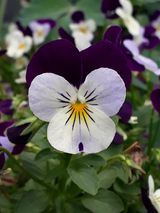 팜모닝 자유주제·자유게시판 게시글 이미지