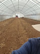 팜모닝 고추·파종•정식 게시글 이미지