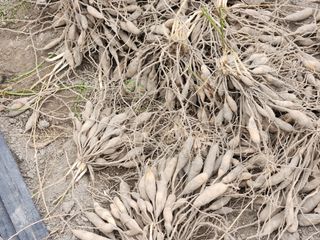 이창신님의 기타작물 · 자유게시판 작성글 사진