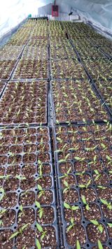 팜모닝 고추·일상 게시글 이미지