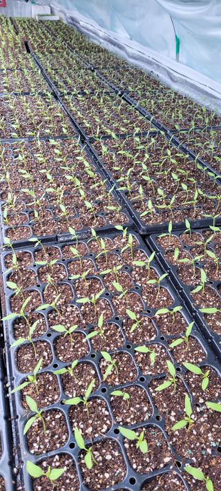 김종옥님의 고추 · 일상 작성글 사진