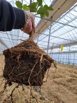 팜모닝 기타작물·영농일지 게시글 이미지