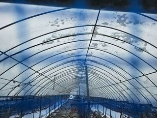 강희상님의 포도 · 영농일지 작성글 사진