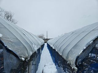 강희상님의 포도 · 영농일지 작성글 사진
