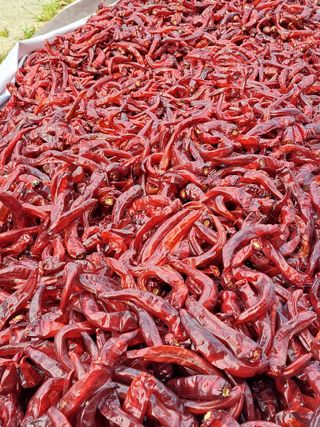 대청농장님의 작성글 사진