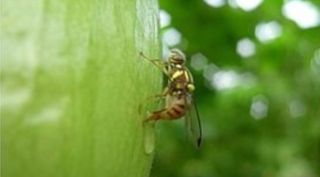 김중언님의 호박 · 자유게시판 작성글 사진