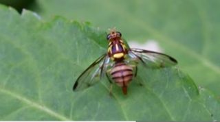 김중언님의 호박 · 자유게시판 작성글 사진