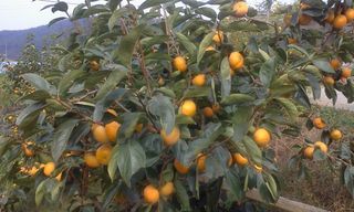 유춘식님의 우리지역 대표작물 자랑하기 · 참여글 작성글 사진