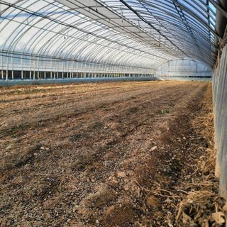 강성우님의 고구마 · 자유게시판 작성글 사진